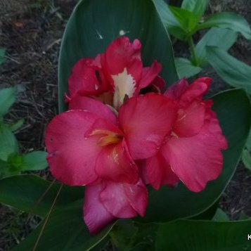 Short coral canna lily 2