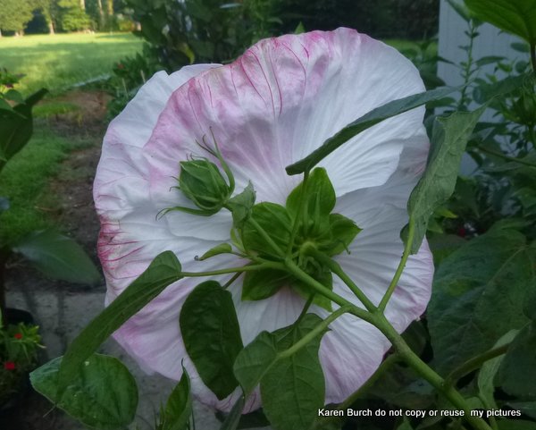 hardy hibiscus white pink shaded red radiating center oval leaf