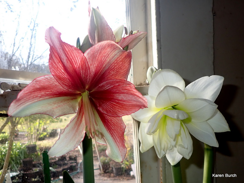 Amaryllis Opal Star and Marquis 