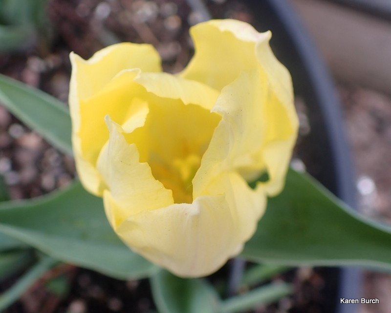 Yellow miniature tulips