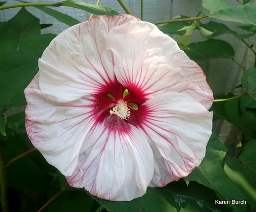 White with Red eye Hardy Hibiscus grown from seeds