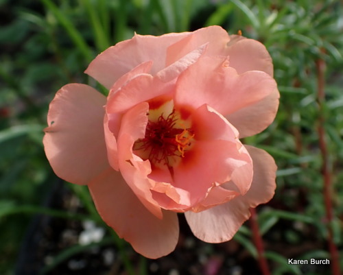 Moss Rose Peach color