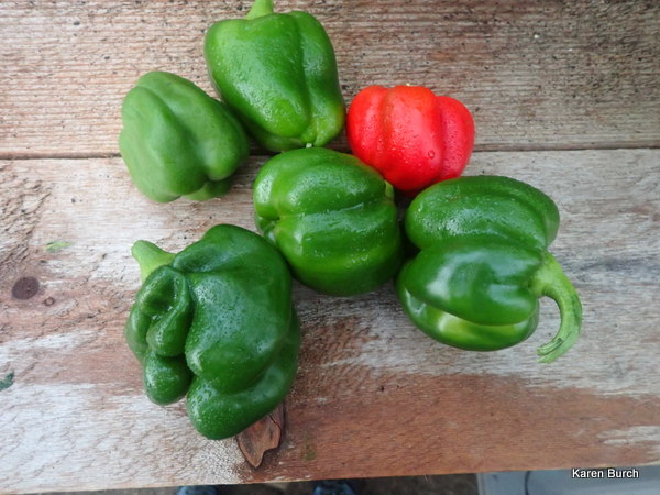 Bell peppers harvested out of the greenhouse in February