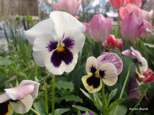 Pansy pastels with tulip mix