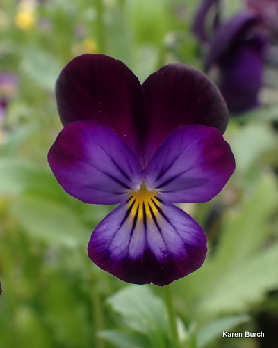 Viola burgundy and purple