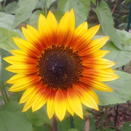 Ring of Fire Sunflower