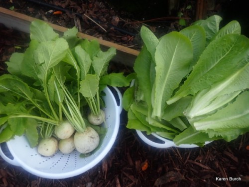 Kanamachi Turnips and romaine lettuce
