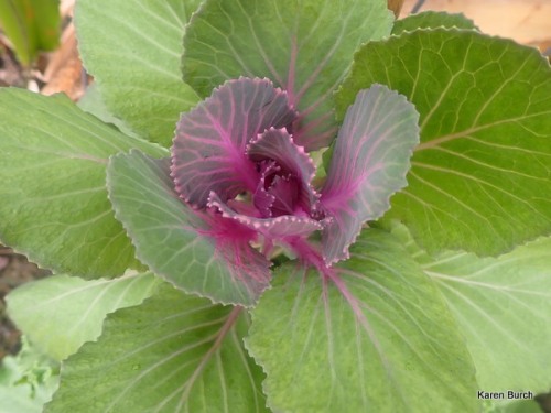 ornamental cabbage