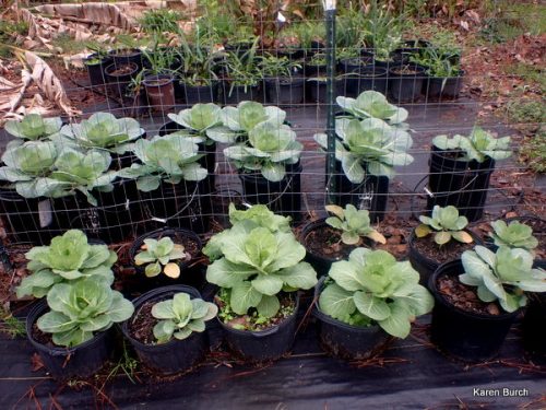 Cabbage in containers