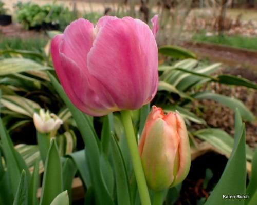 Wellspring Tulip Mix pink and peach shades