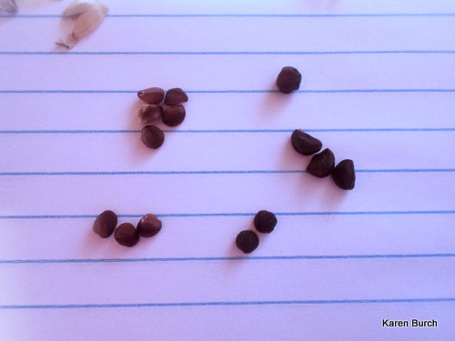 Japanese morning glory seeds