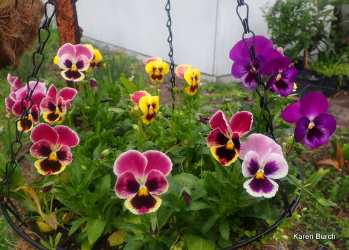 Swiss Giant Pansies in a Hanging Basket