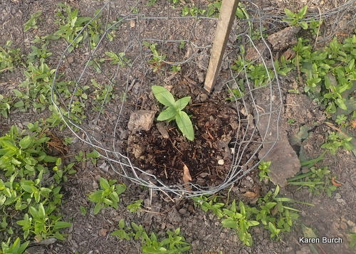Seedling from the giant sunflower last year