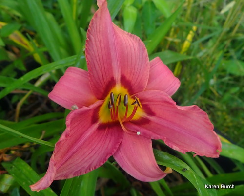 Daylily seedling Pink with Mauve markings